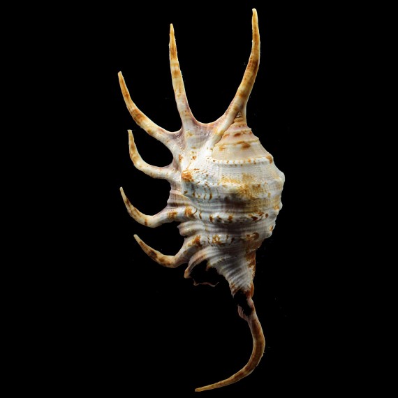 crocata 137,2mm