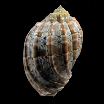 harpa 75,0mm