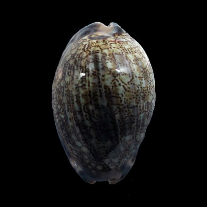 grayana 57,0mm