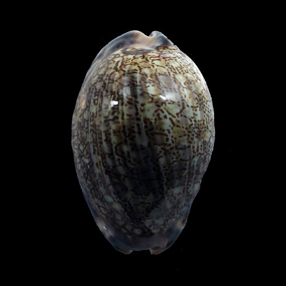 grayana 57,0mm