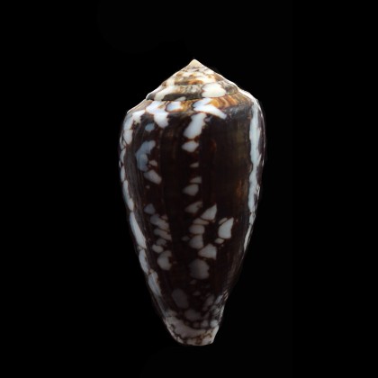victoriae 51,0mm