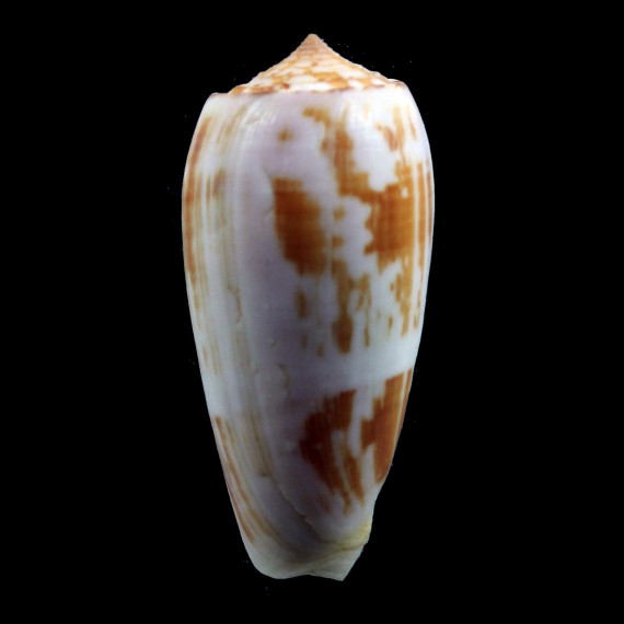 floridus 72,0mm