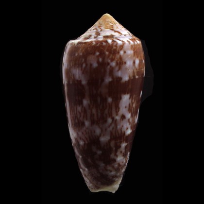 floccatus 61,0mm