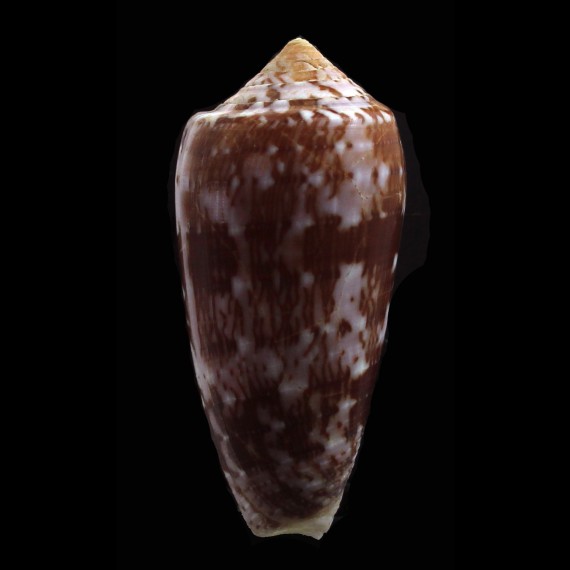 floccatus 61,0mm