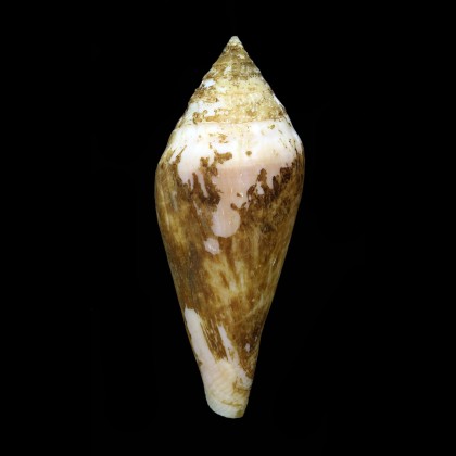 profundorum 77,8mm