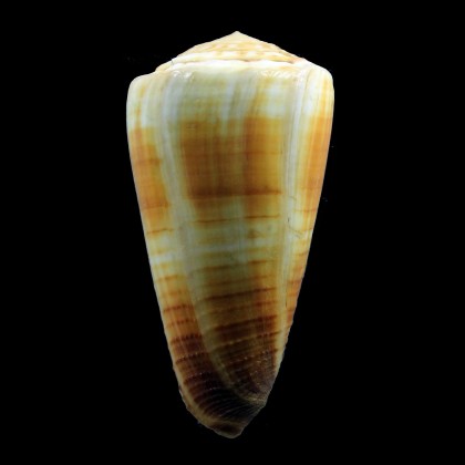 ferrugineus 78,0mm BIG