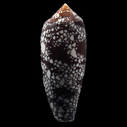 aulicus 101,3mm NC
