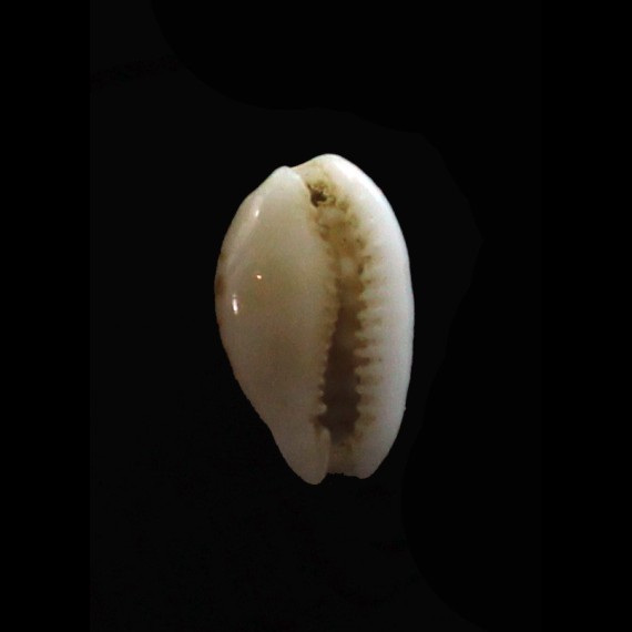 cribraria abaliena 14,0mm
