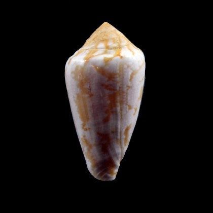 clarus segravei 33,4mm NICE