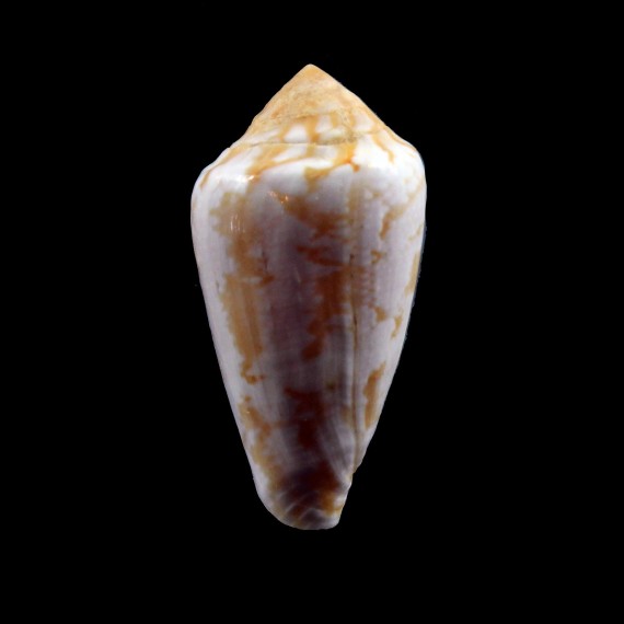 clarus segravei 33,4mm NICE