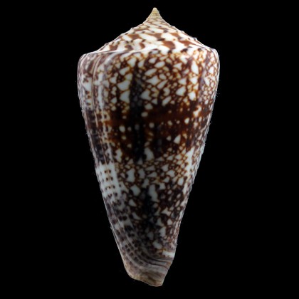 amadis 88,0mm