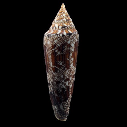 bengalensis 120,0mm