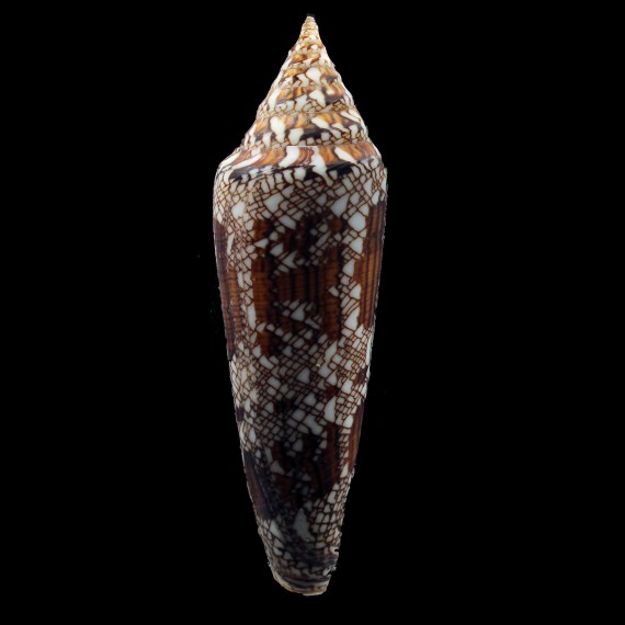 bengalensis 120,0mm