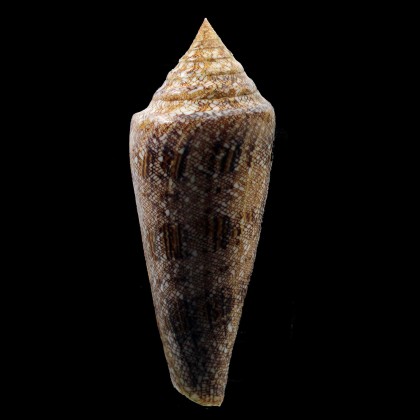 gloriamaris 118,0mm