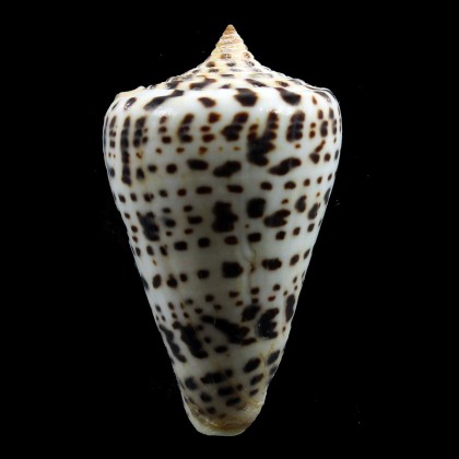 spurius baileyi 62,0mm