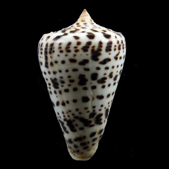 spurius baileyi 62,0mm