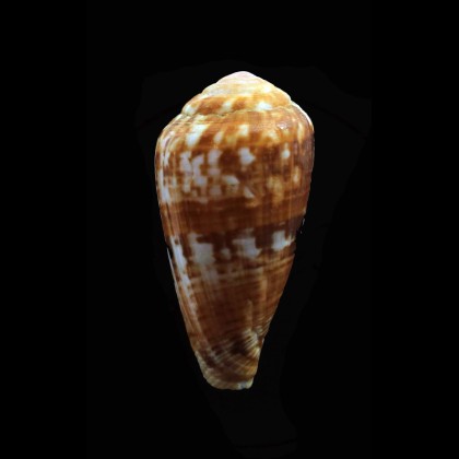 mozambicus lautus 38,0mm