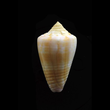 devorsini 33,0mm