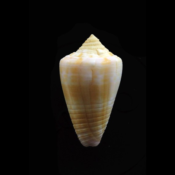 devorsini 33,0mm