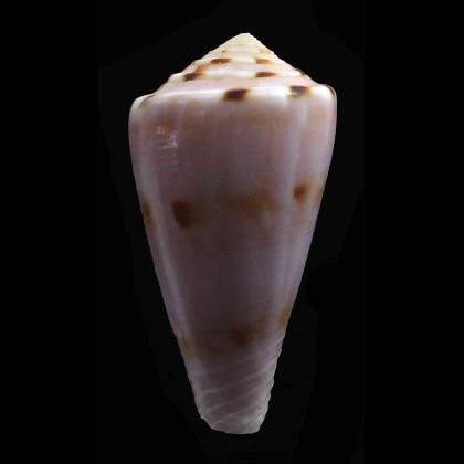 bruunii 48,0mm BIG