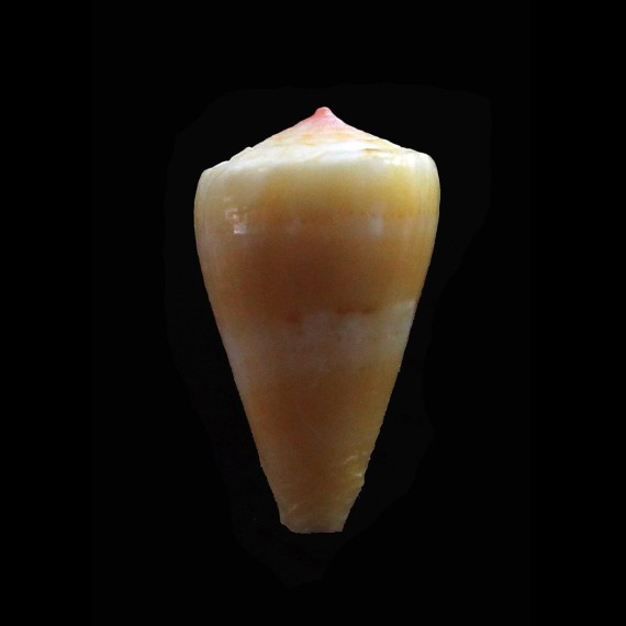 jucundus 23,0mm