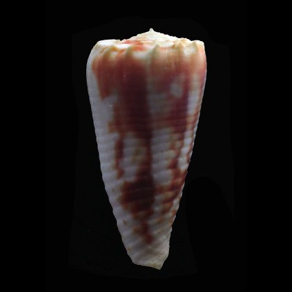moluccensis merleti 47,0mm