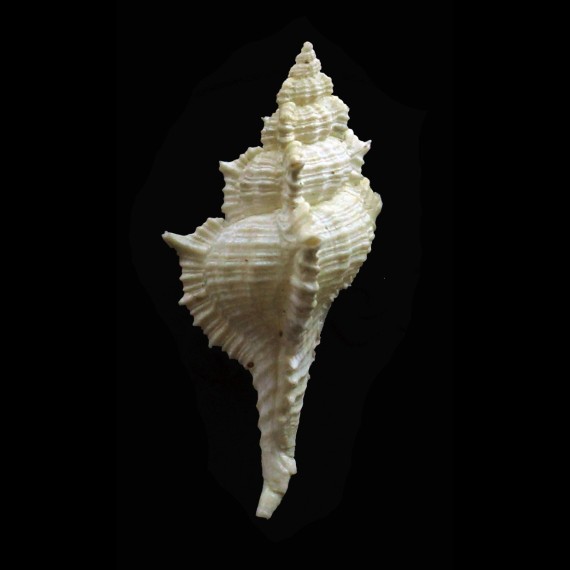 danilai 40,0mm RARITY!