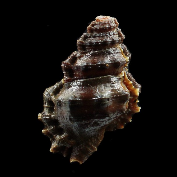 corrugata 51,0mm DARK
