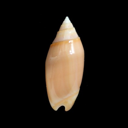 annulata carnicolor 50,0mm