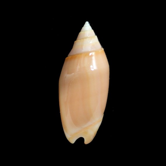 annulata carnicolor 50,0mm