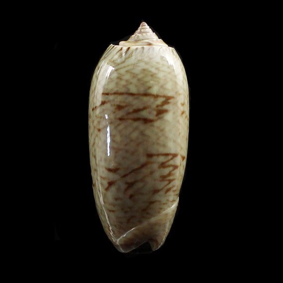 caribaensis 40,0mm