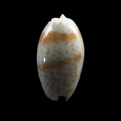 bulbosa tuberosa 32,0mm