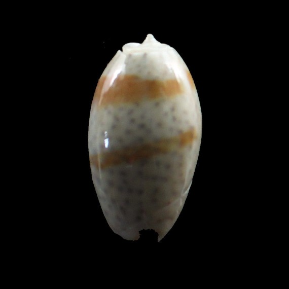bulbosa tuberosa 32,0mm