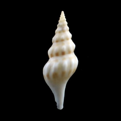 murrawolga 43,0mm