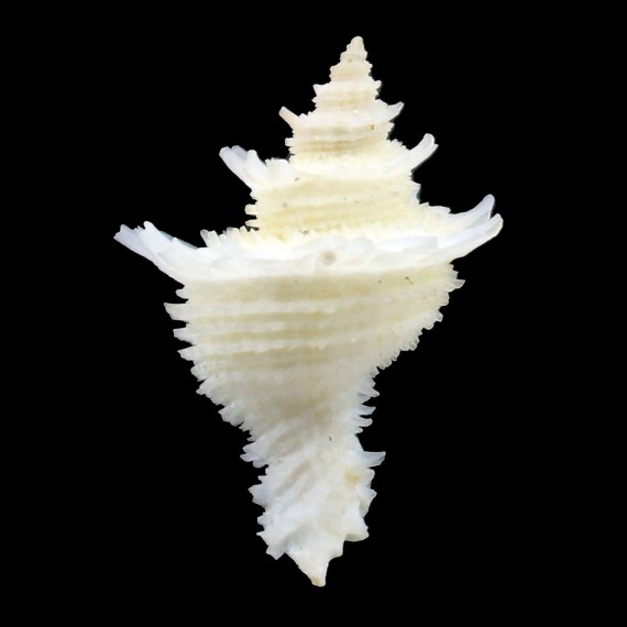 lischkeanus 39,0mm