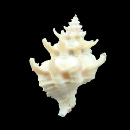 diadema 27,9mm UNCOMMON