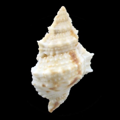 fijiensis 46,0mm