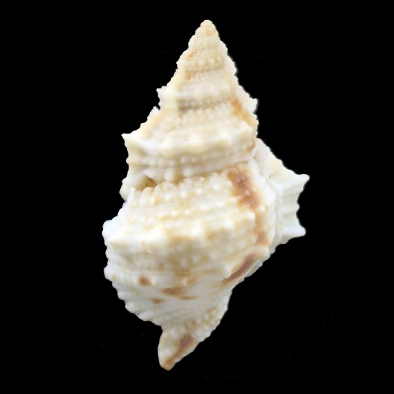 fijiensis 46,0mm