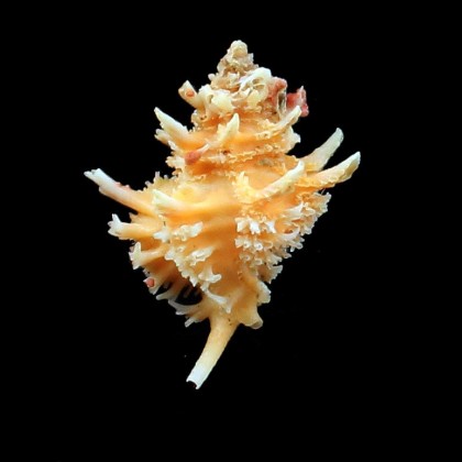 pelepili 27,0mm