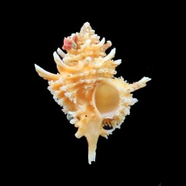 pelepili 27,0mm