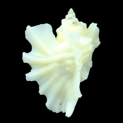 foliatum 52,0mm
