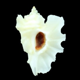 foliatum 52,0mm