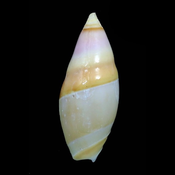 aureomarginata 25,5mm RARE