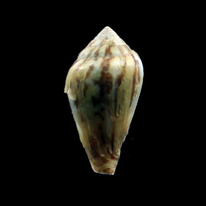 allaryii 26,1mm