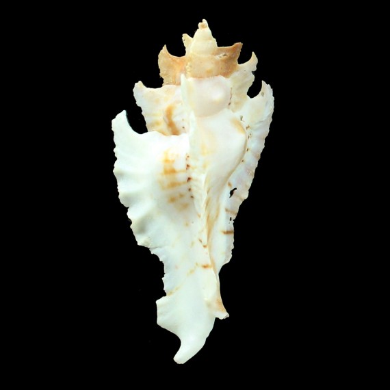 pinniger 67,0mm BIG