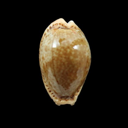 spurca 26,0mm