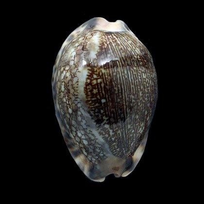 grayana 56,5mm SUPERB