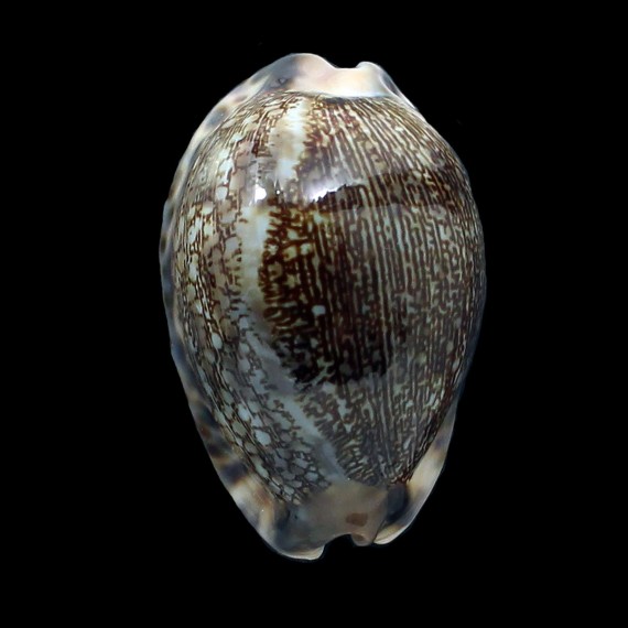 grayana 56,5mm SUPERB