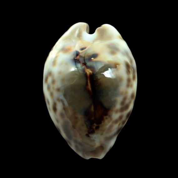teulerei 43,0mm