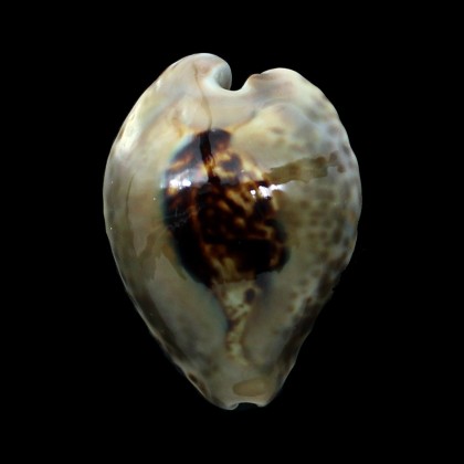 teulerei 56,0mm BIG